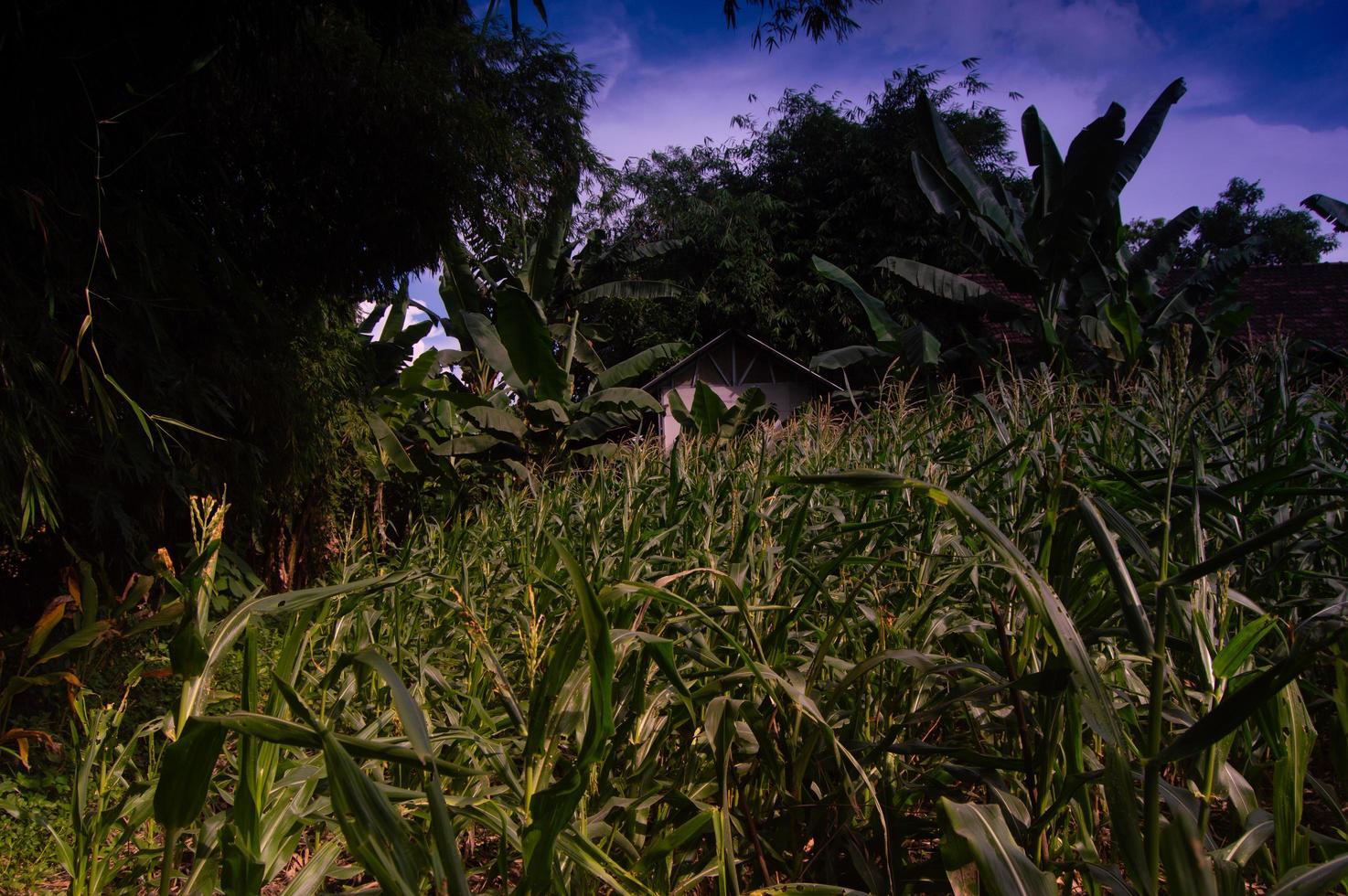 vista de la plantación de maíz con nubes azules foto
