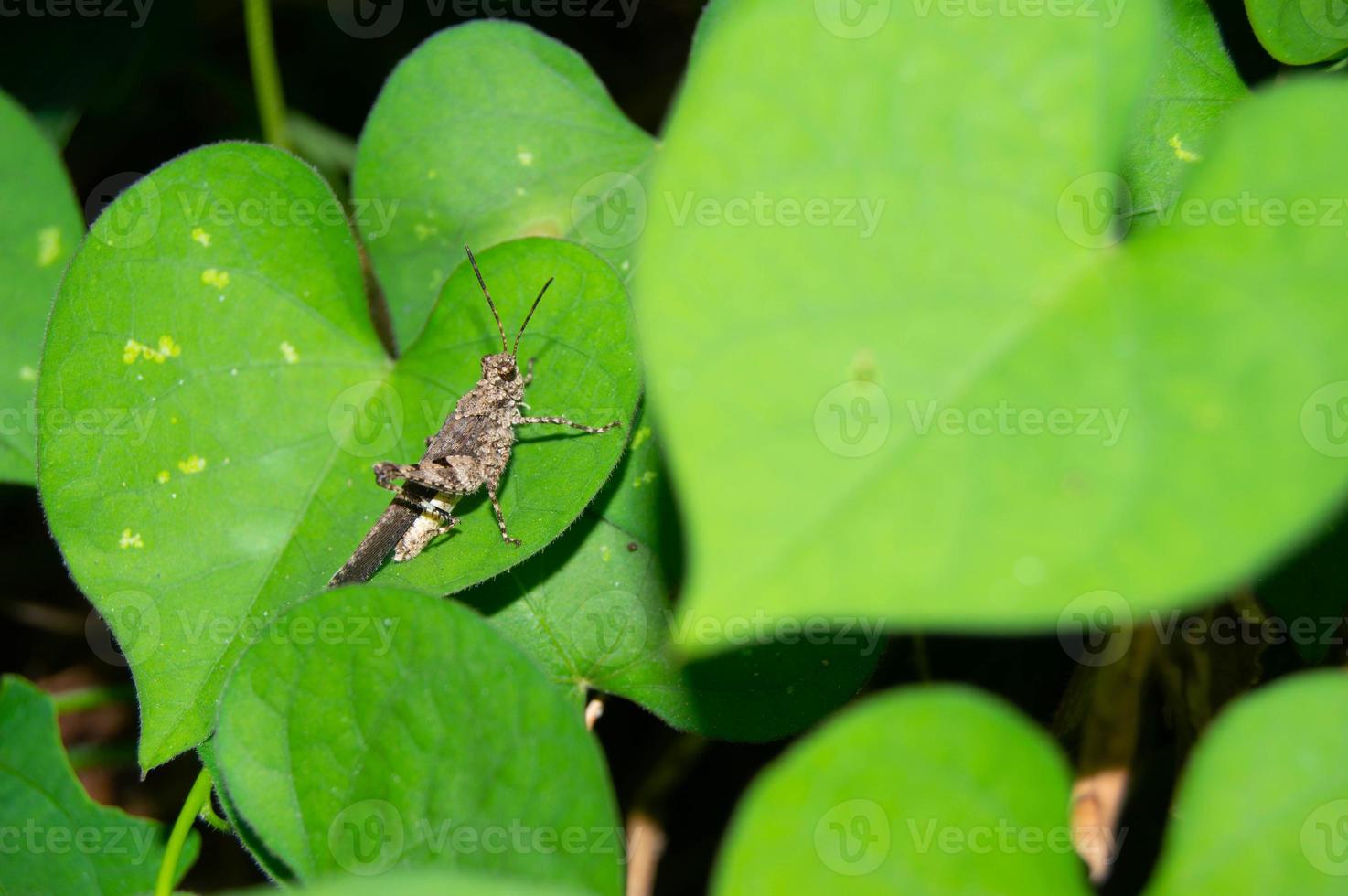 green leaf infested with grasshoppers photo