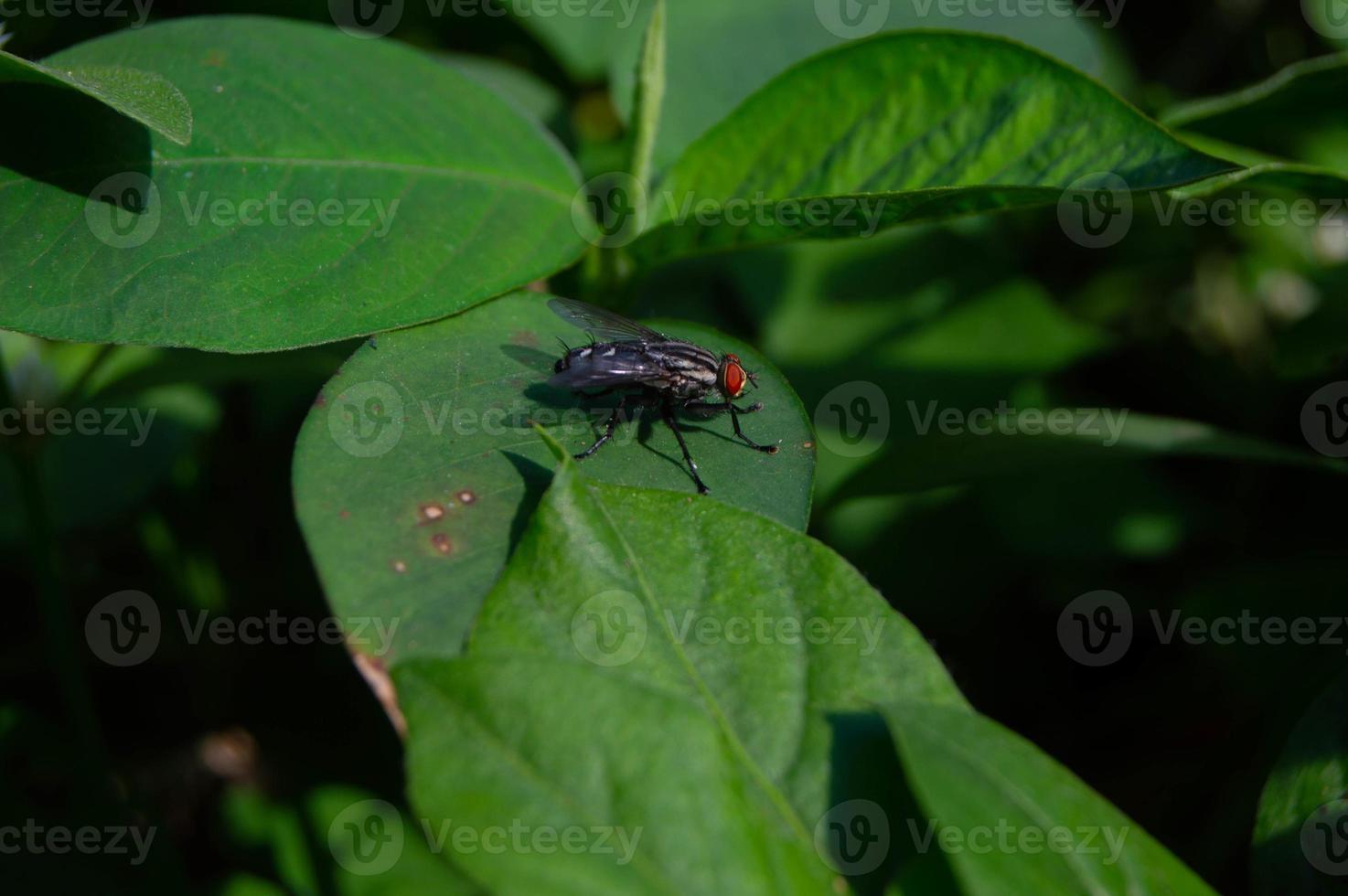 leaves of wild plants infested with flies photo