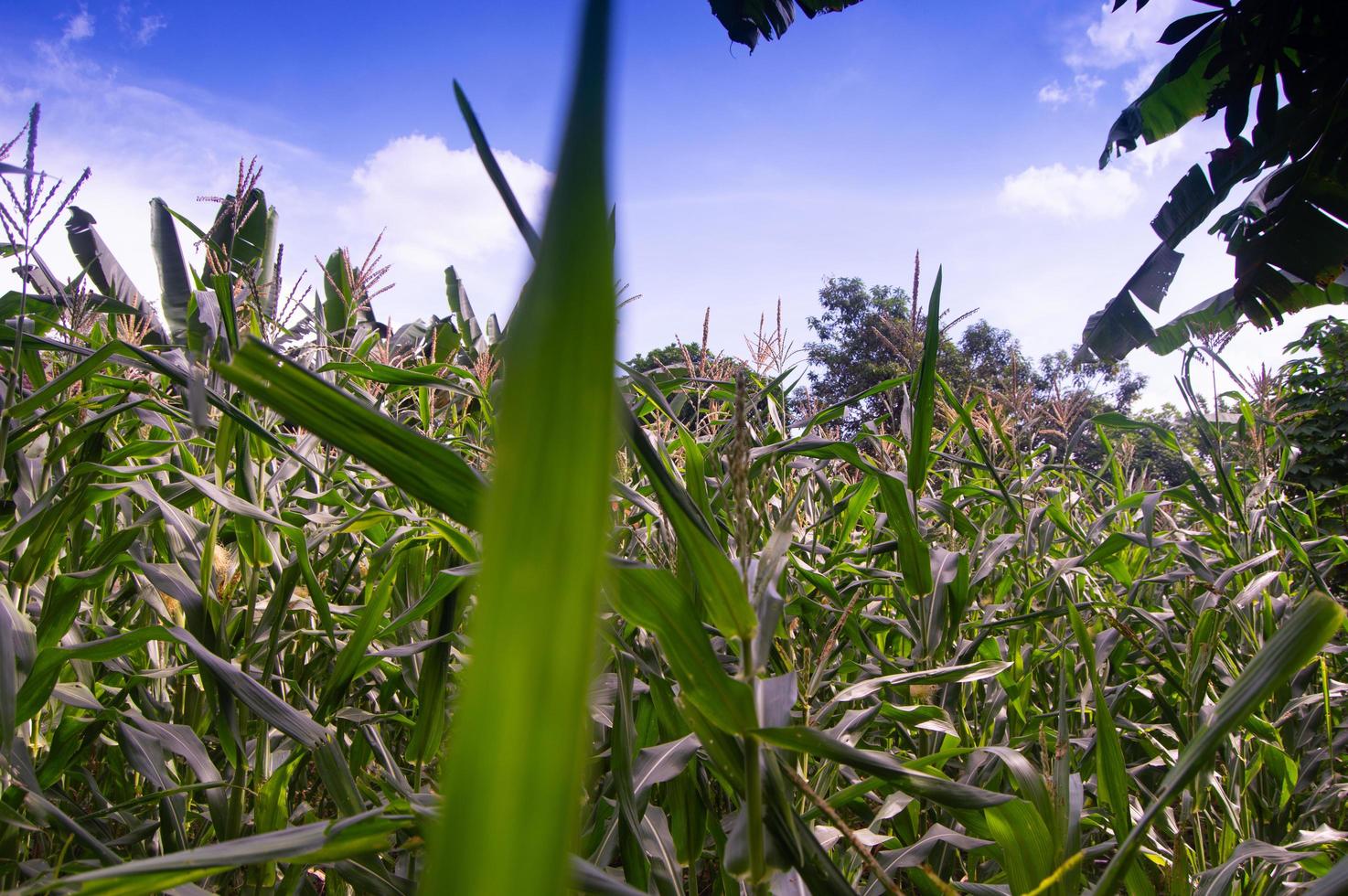 Corn plantation view with blue clouds photo