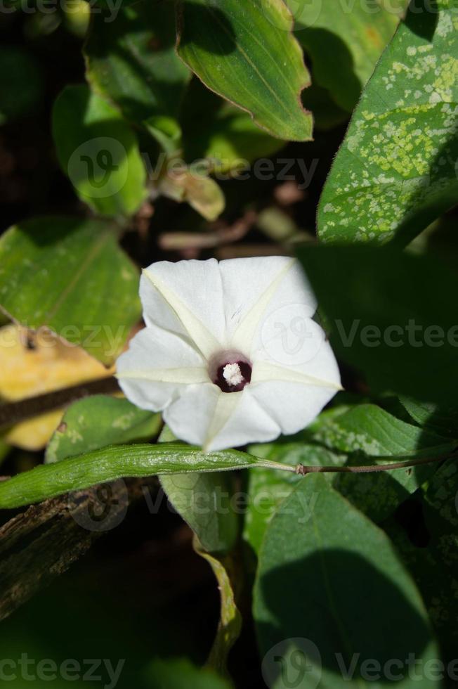 close up of white blooming Ipomoea violacea flower photo