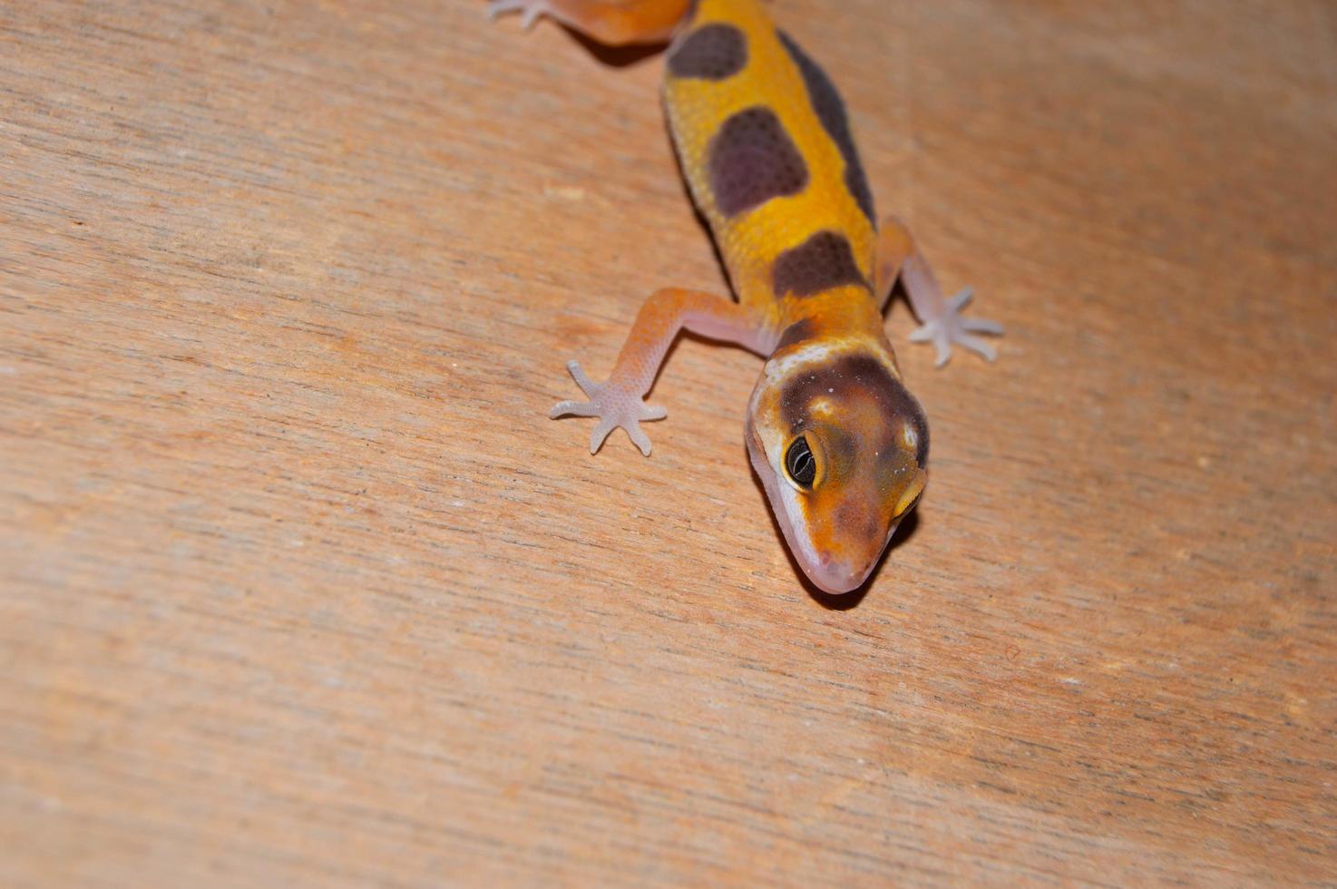 pet leopard gecko, lovely reptile for decoration. tame animal. Animals playing on wood. photo