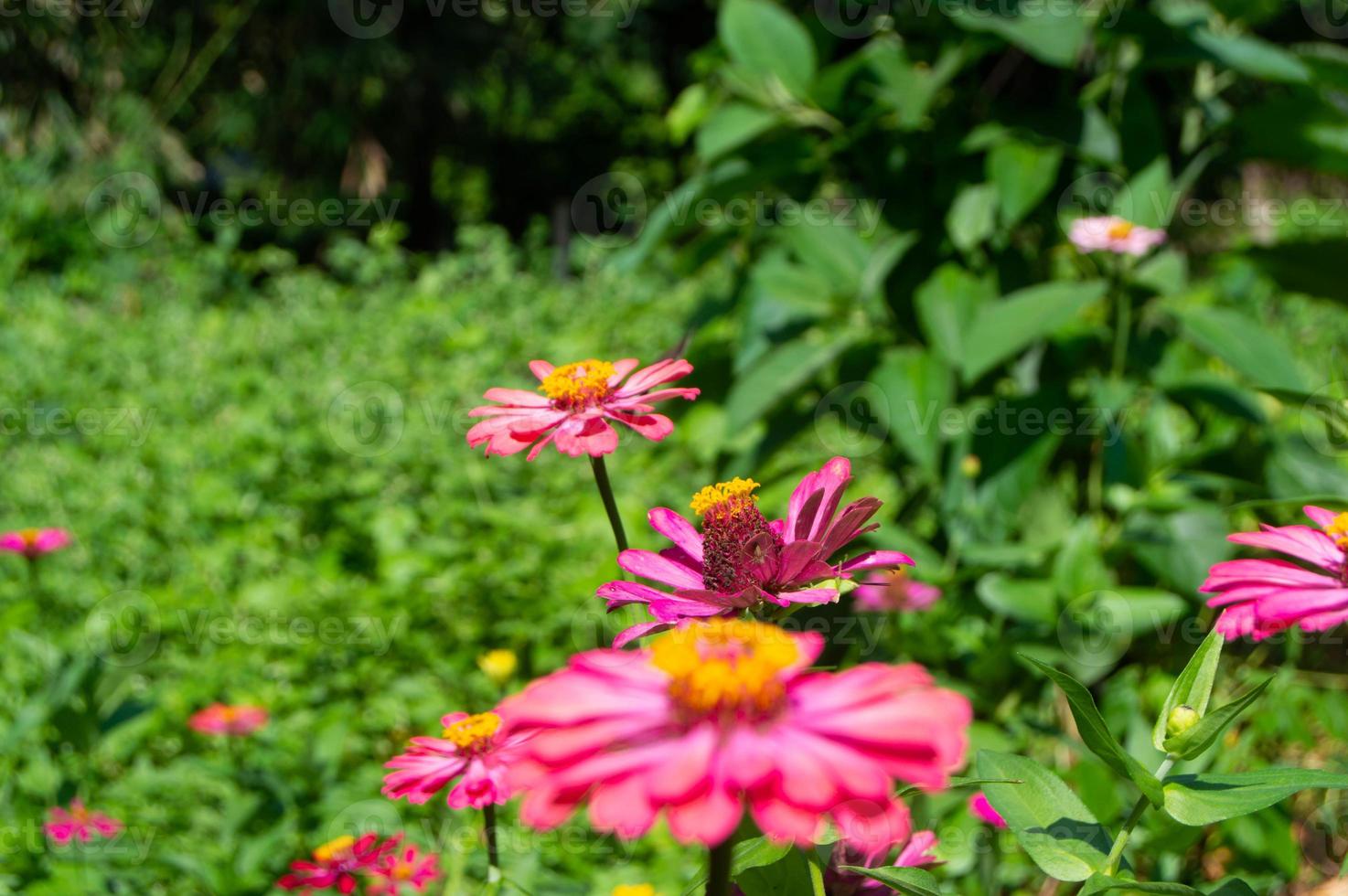 zinnia flowers blooming in the garden. flower view during the day. photo