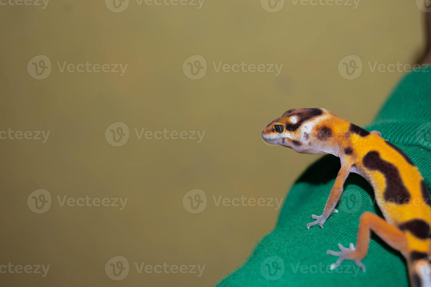 hand held tame leopard gecko lizard photo