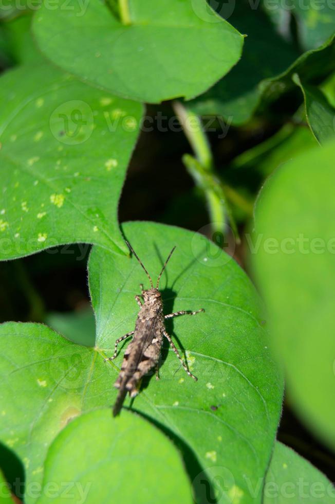 green leaf infested with grasshoppers photo