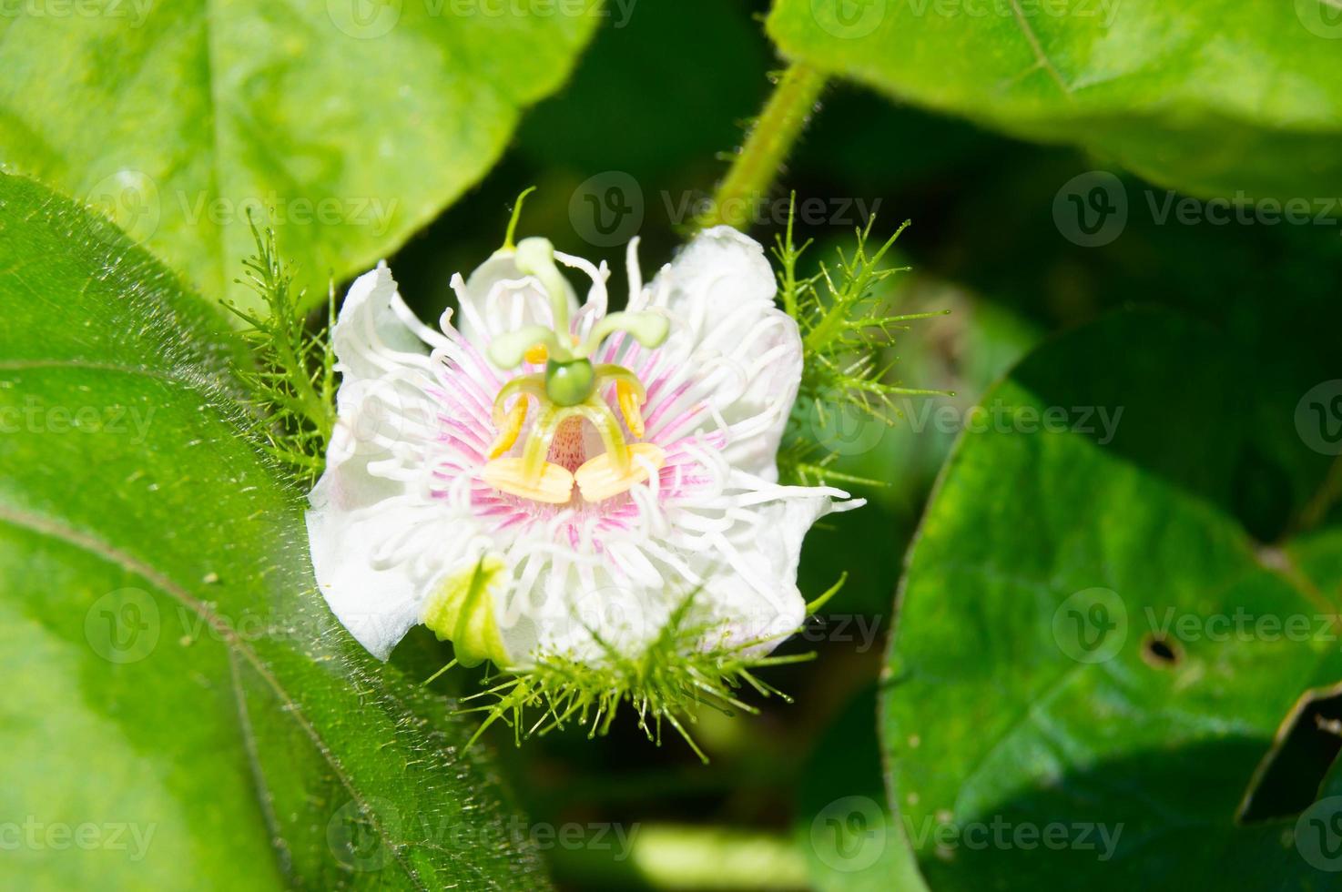 primer plano de flores blancas de pasiflora en flor foto