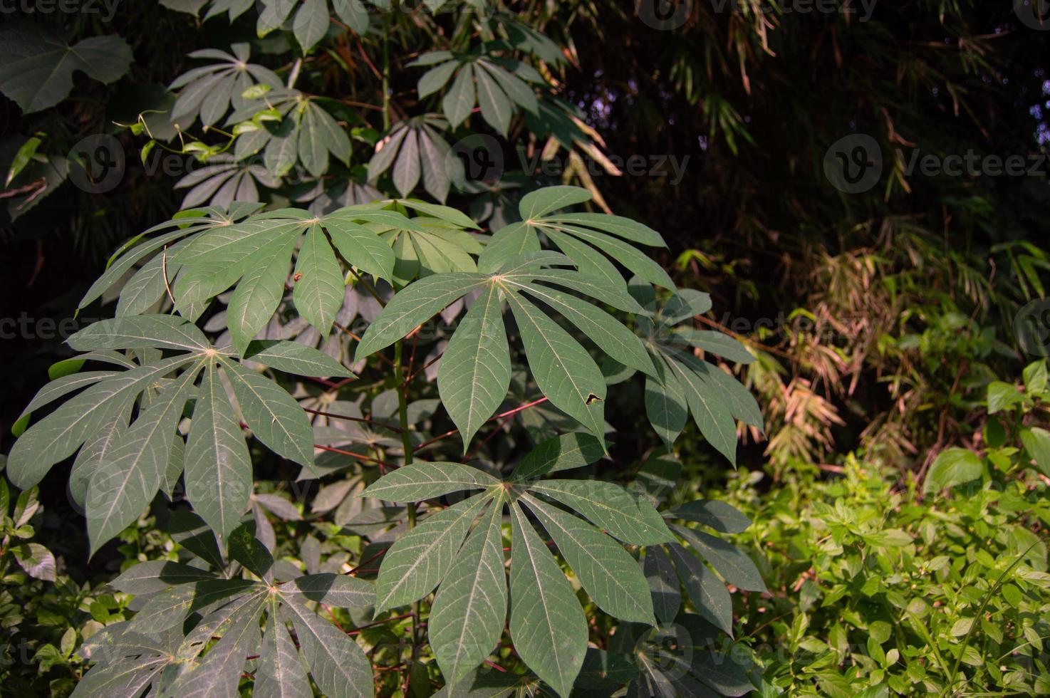 foto de hojas de mandioca que crecen en jardines de tierras bajas de Indonesia