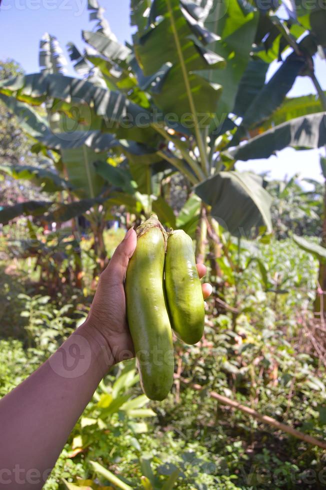 close up of hand holding freshly harvested eggplant photo