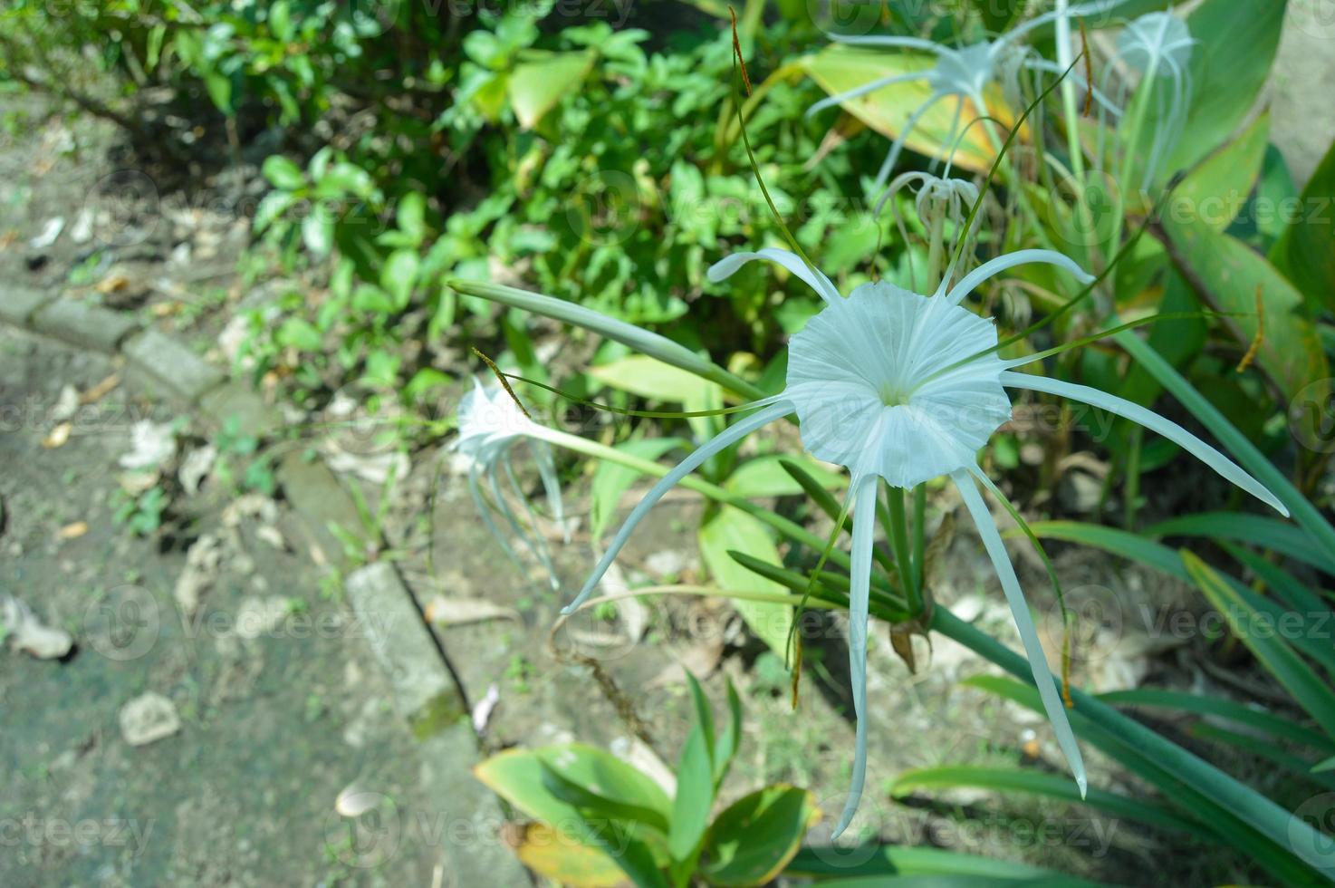 flores florecientes y hermosas en el parque de la ciudad de sidoarjo. foto