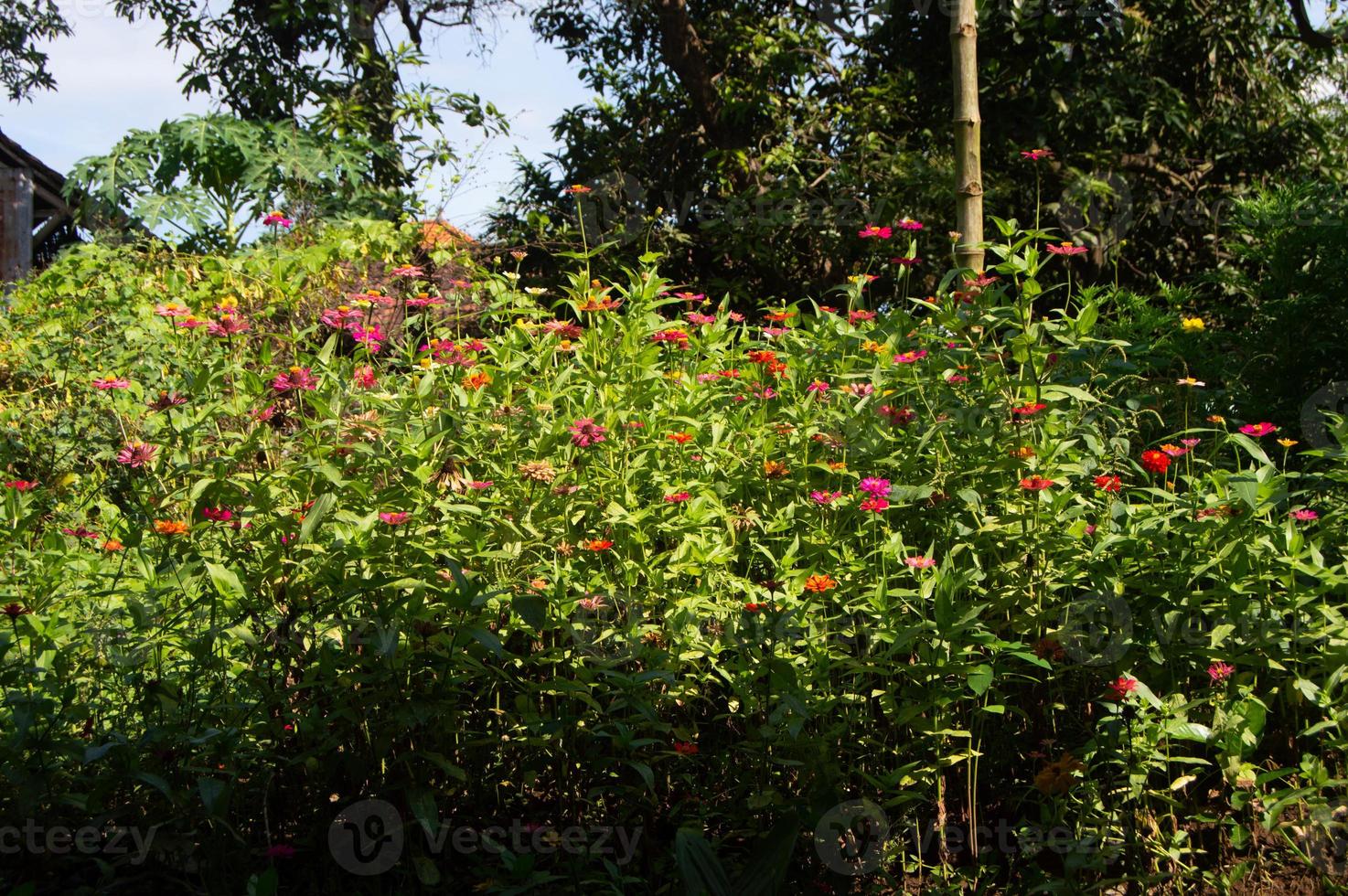 zinnia flowers blooming in the garden. flower view during the day. photo