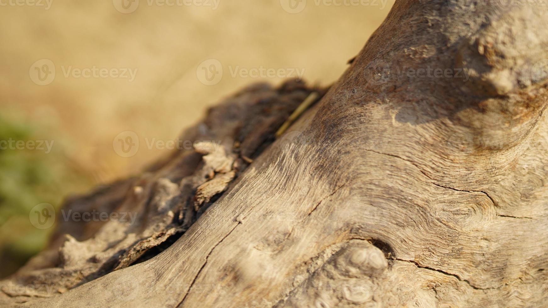 texture of wood image hd photo