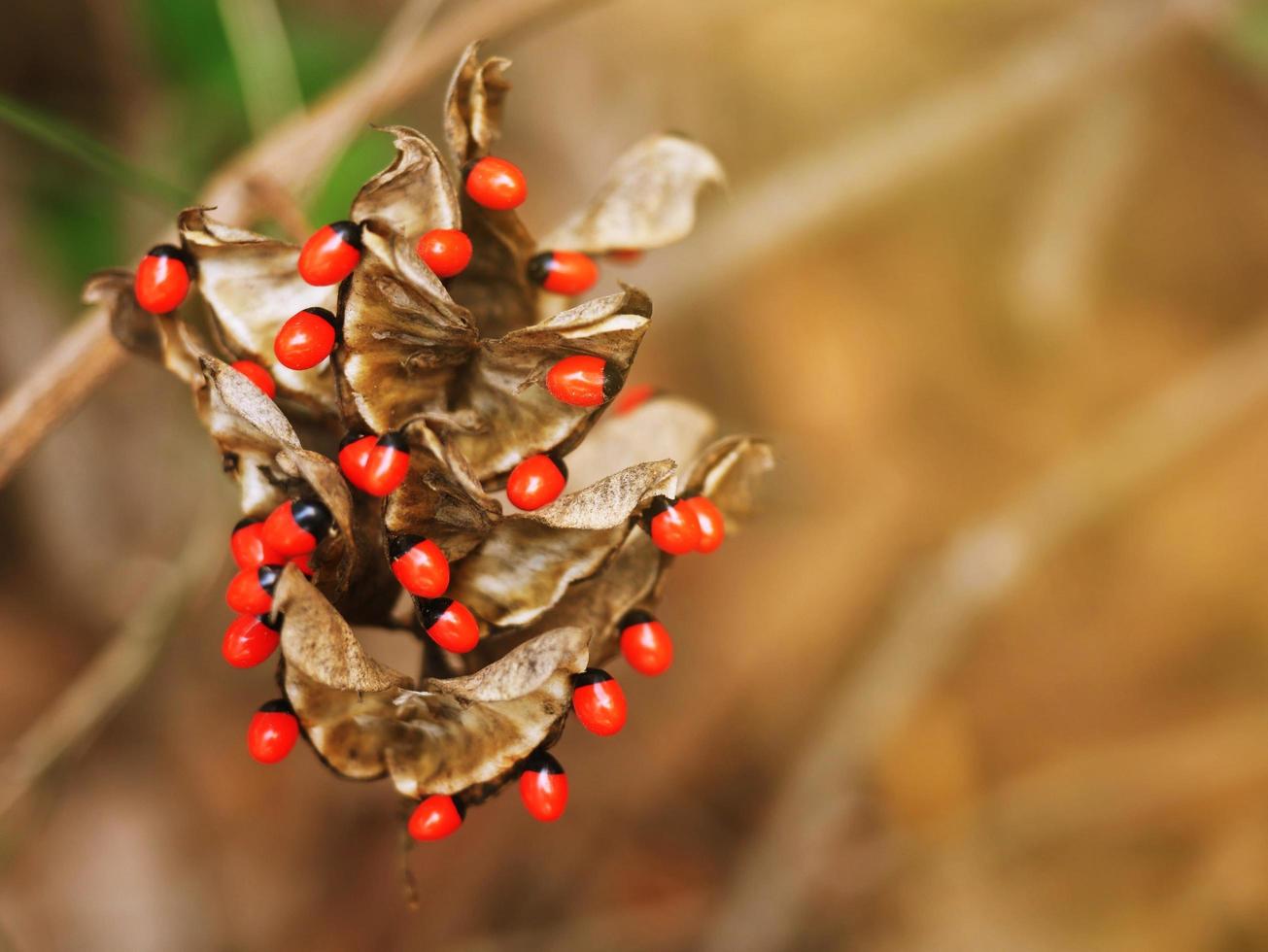 Abrus precatorius with a bright red ball, a small red seed that resembles a rosary or bead. photo