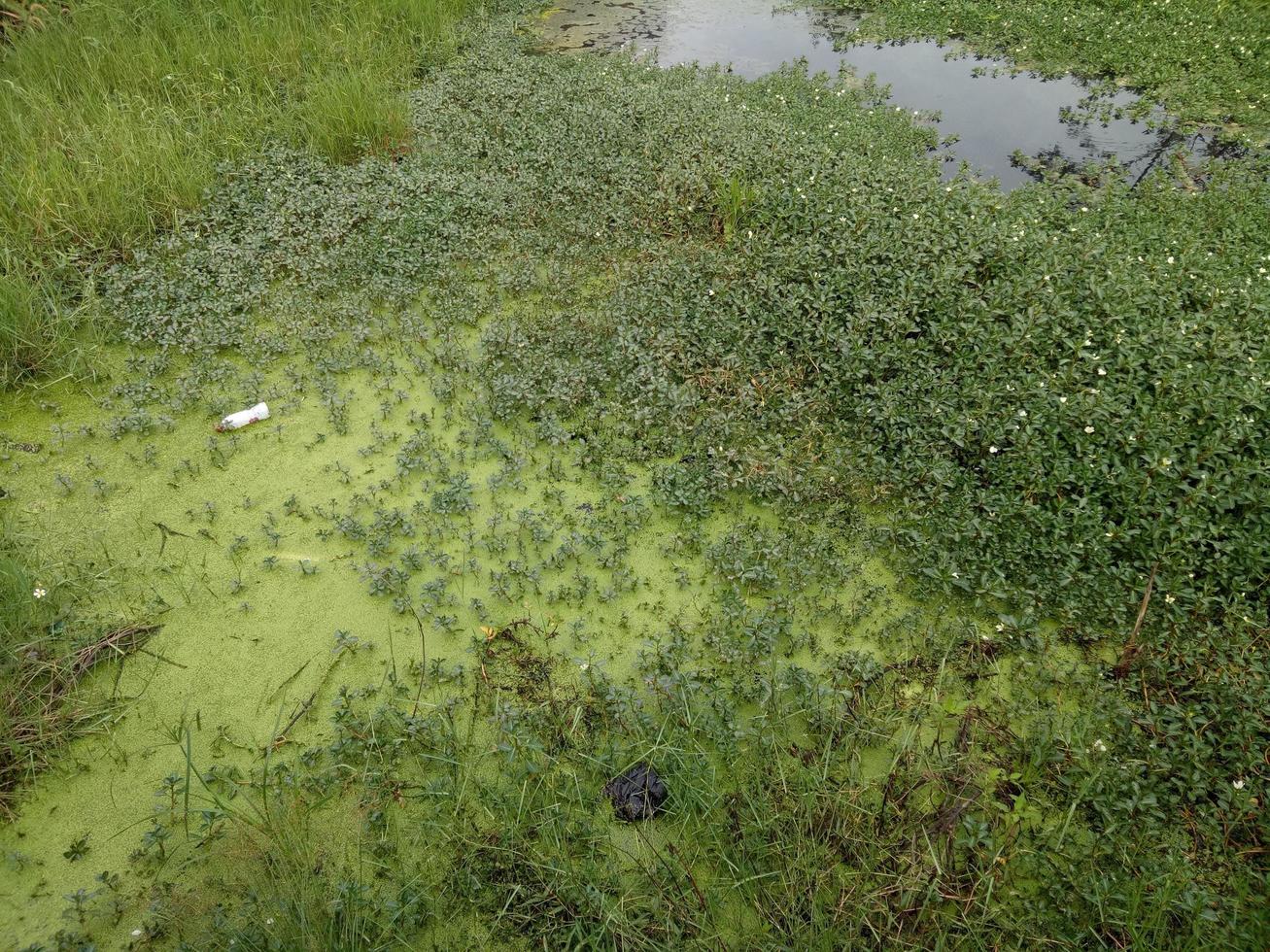 swamp behind the house filled with water and grass photo