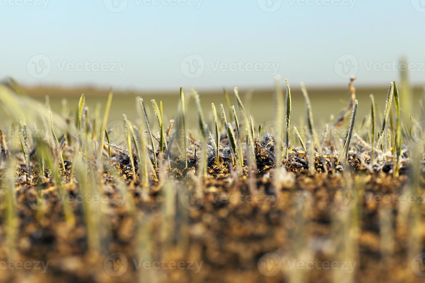 Agricultural field in winter photo