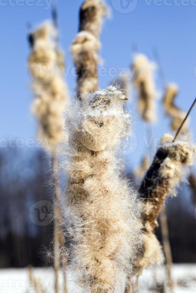 lush reeds, close up photo