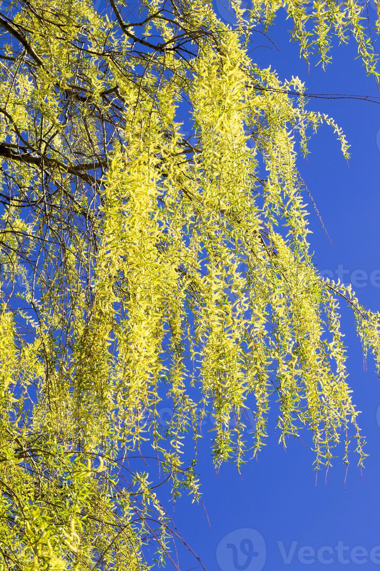 flowering willow tree 9749345 Stock Photo at Vecteezy