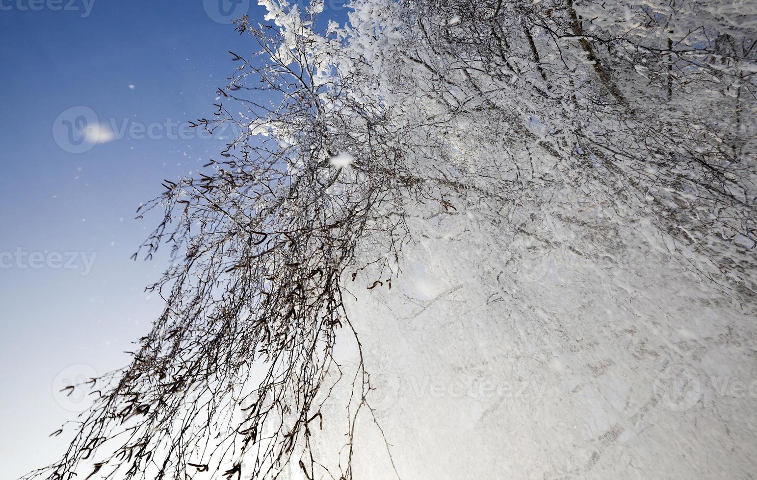 birch after freezing photo