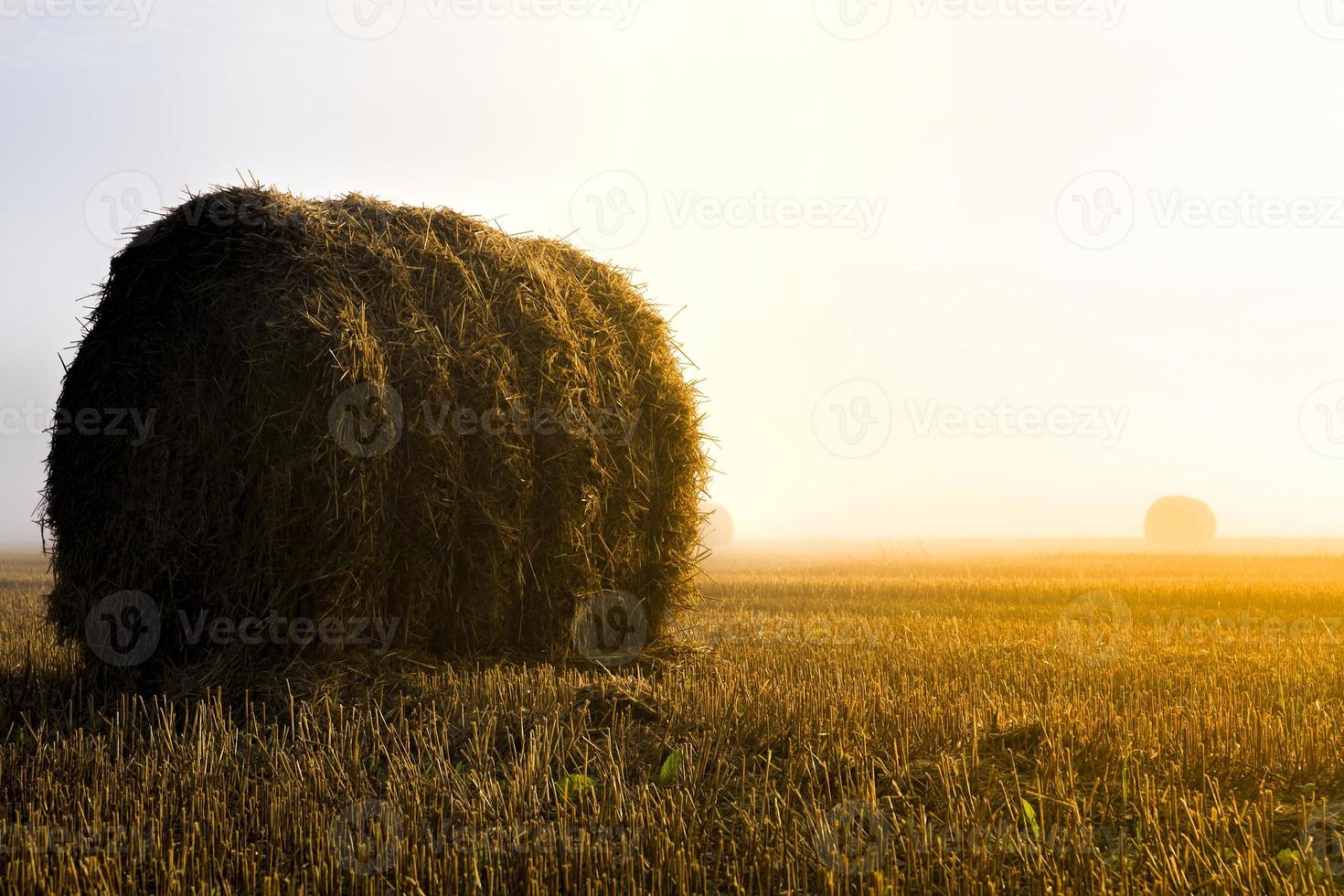 hermoso amanecer en el campo agrícola foto