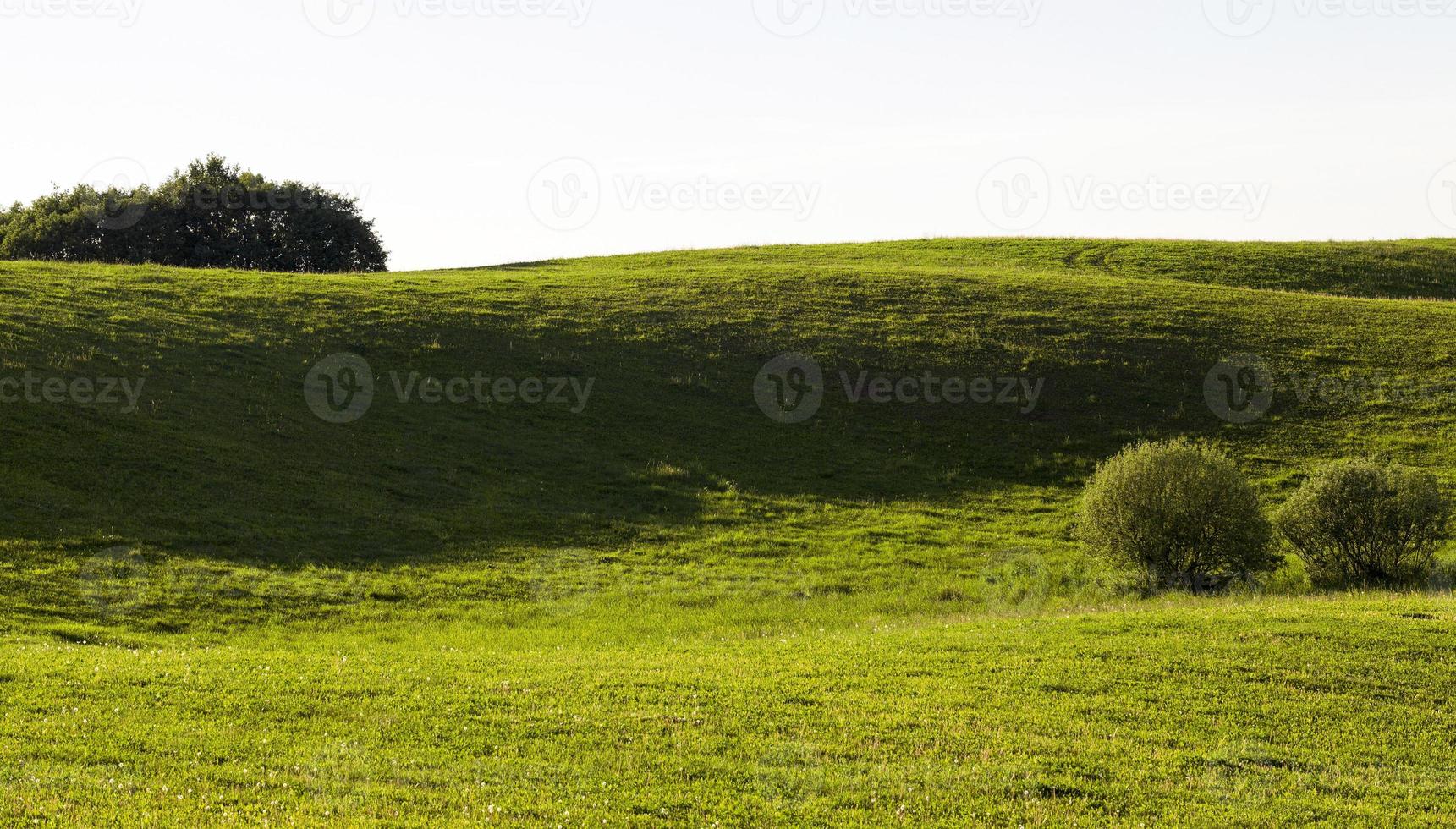 natural green grass photo