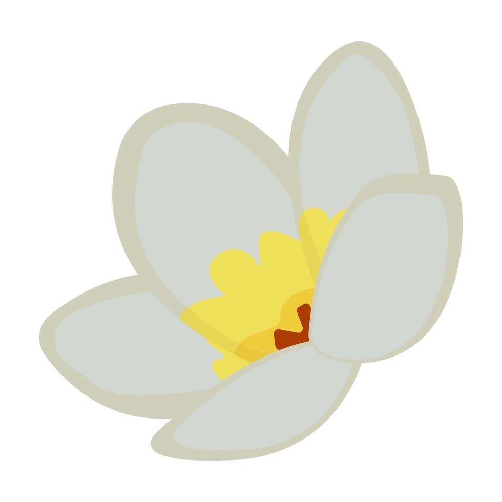 sola flor de jazmín, ilustración vector