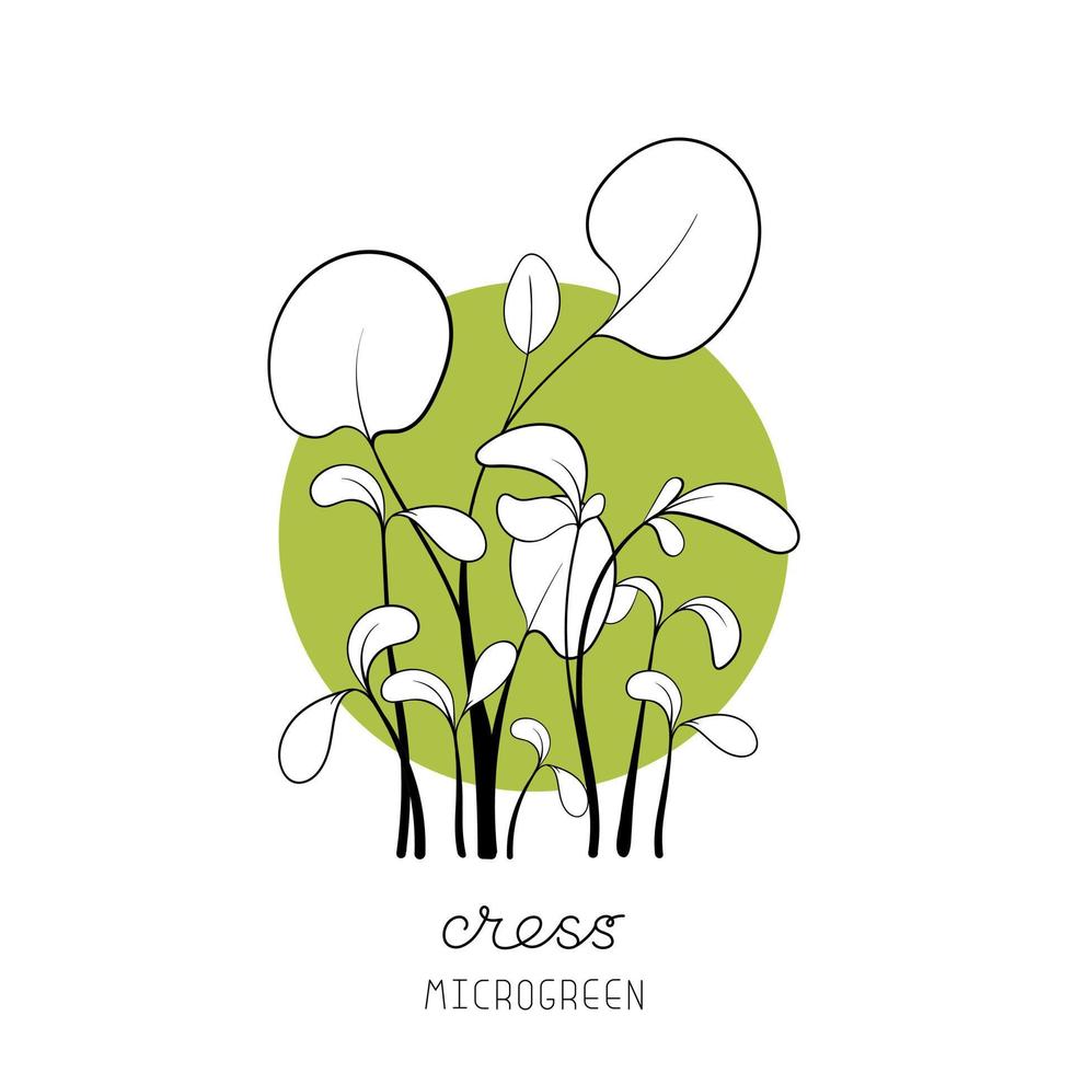 brotes de berro en la ilustración de vector de boceto microgreen de fondo circular. verde para la jardinería doméstica.