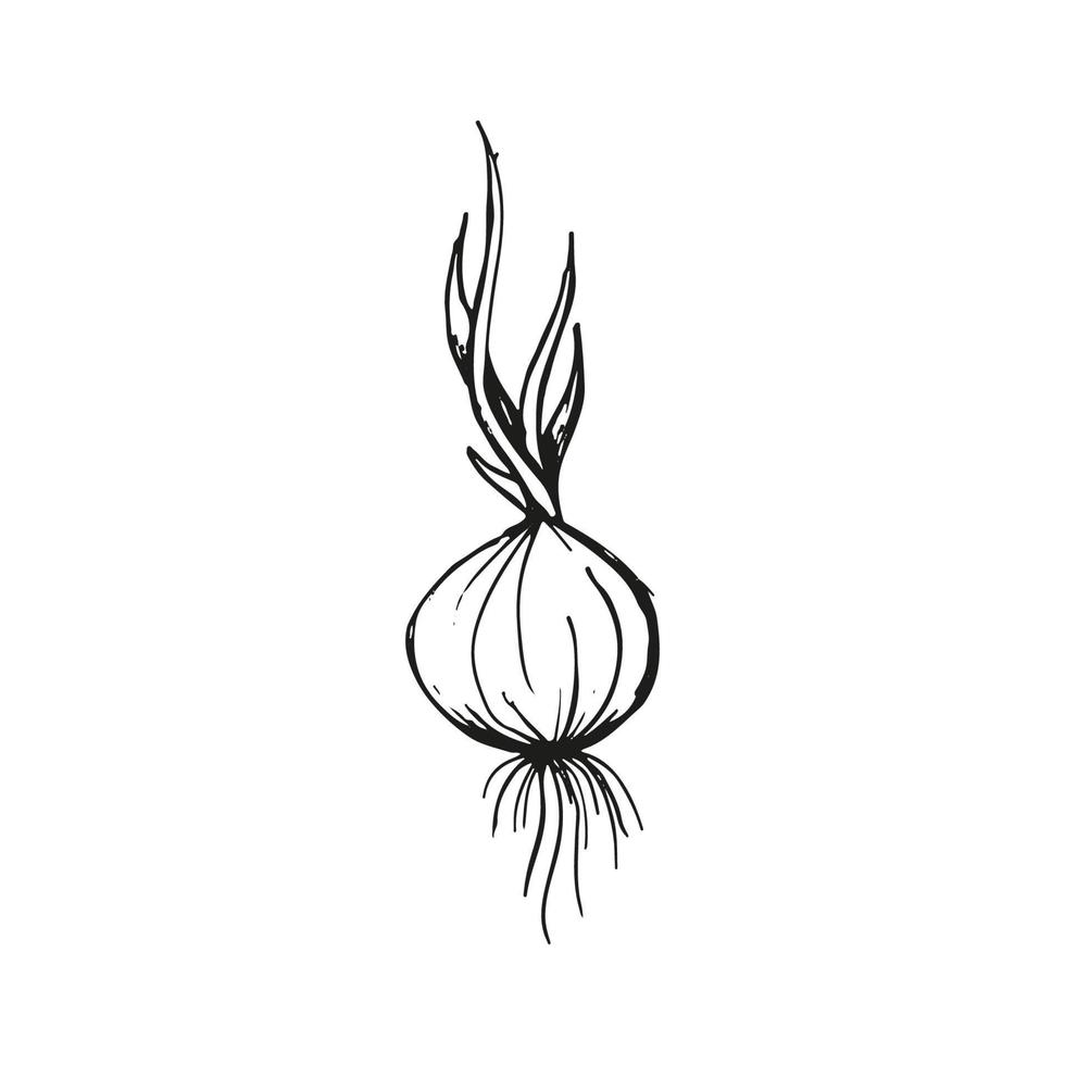 Onion microgreens doodle illustration. Vector hand drawn sketch art.