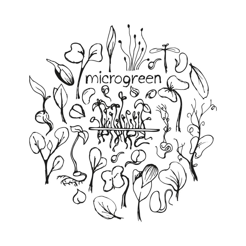 Set of microgreens doodle illustration. Vector hand drawn sketch background