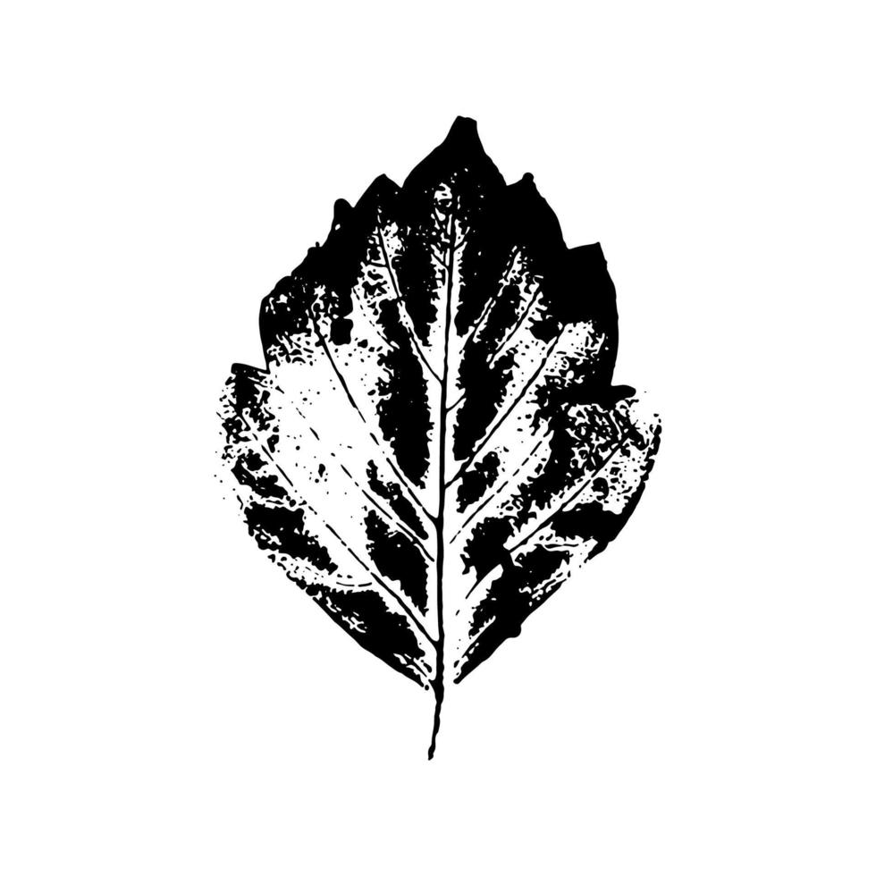 huellas de hojas negras sobre fondo blanco. elementos florales dibujados a mano. sello de follaje vectorial vector