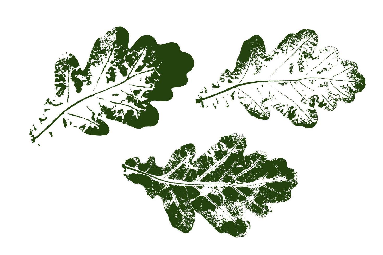 impresión de hoja de roble vectorial. conjunto con hojas de sello. elementos florales dibujados a mano. vector