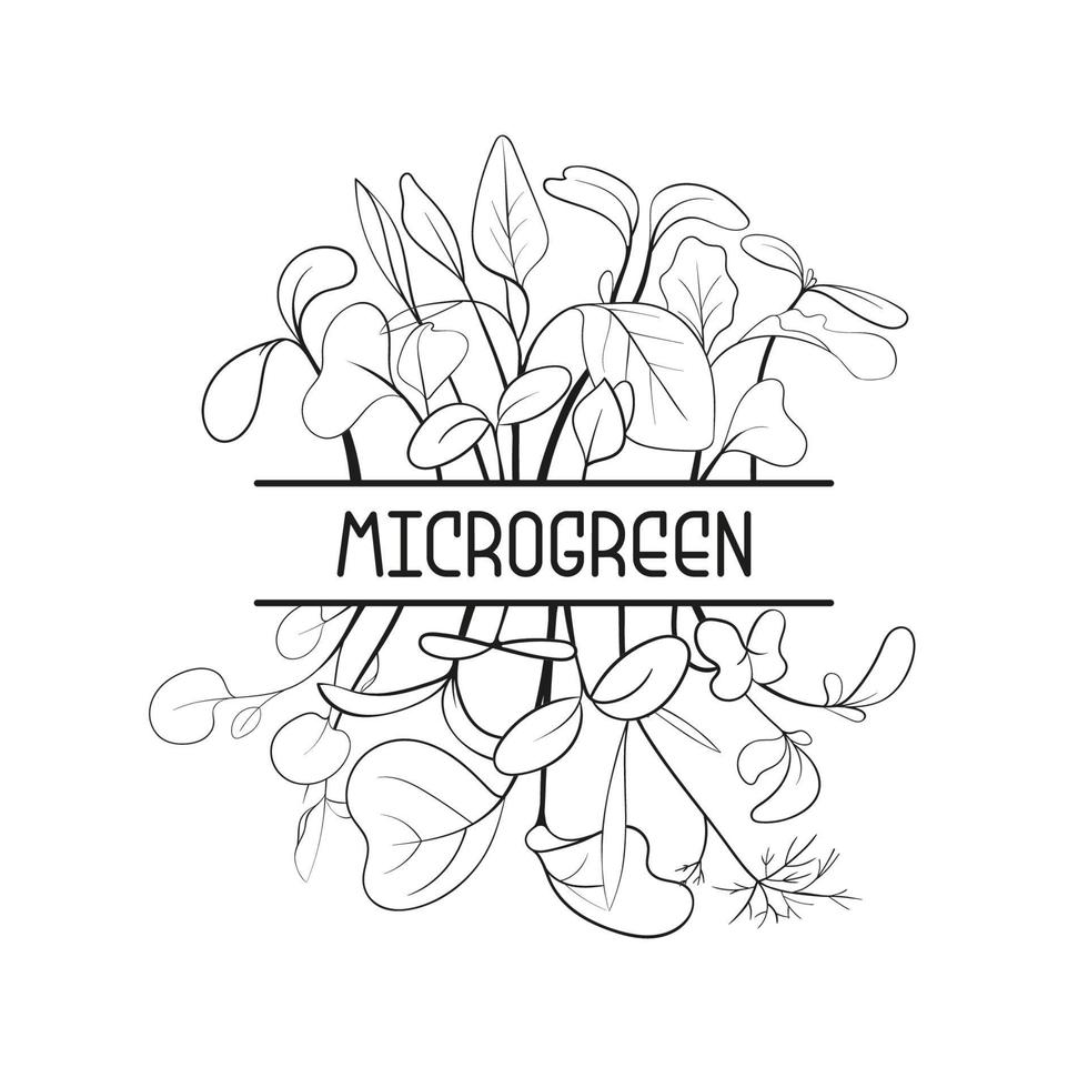 Hand drawn micro greens botany square frame. Healthy vegetarian and vegan food design for company logo, print, packages. Vector illustration in sketch style