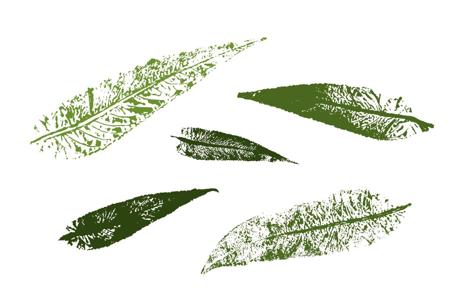 Vector Stamp willow leaf print. Set with stamp leaves. Hand drawn floral elements for your design