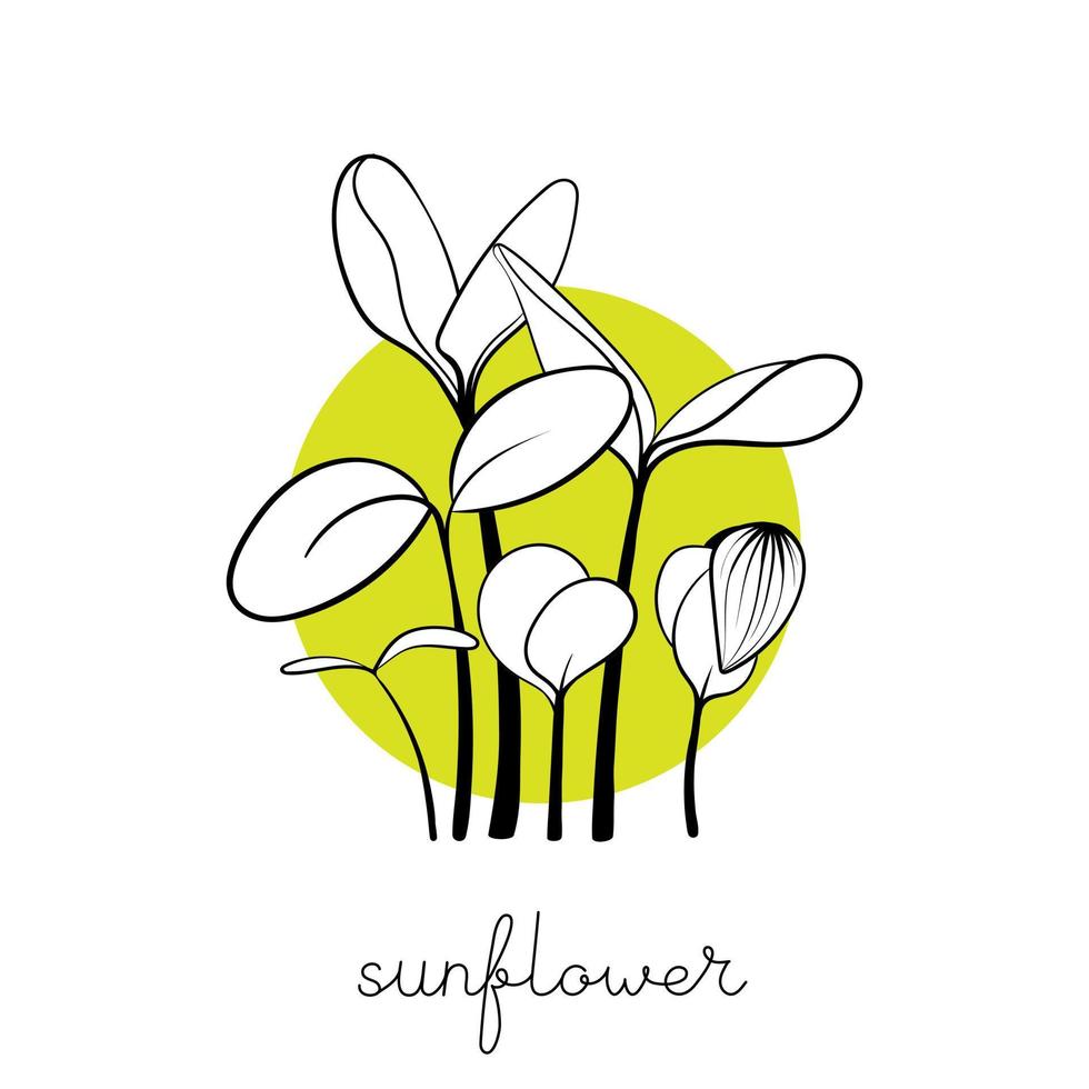 Sunflower sprouts on circle background Microgreen sketch vector illustration. Green for home gardening.