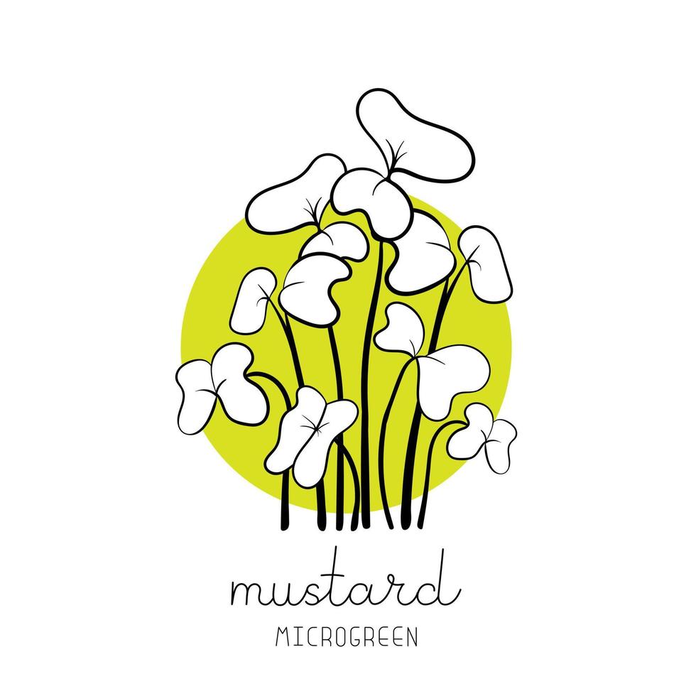 Mustard sprouts on circle background Microgreen sketch vector illustration. Green for home gardening.