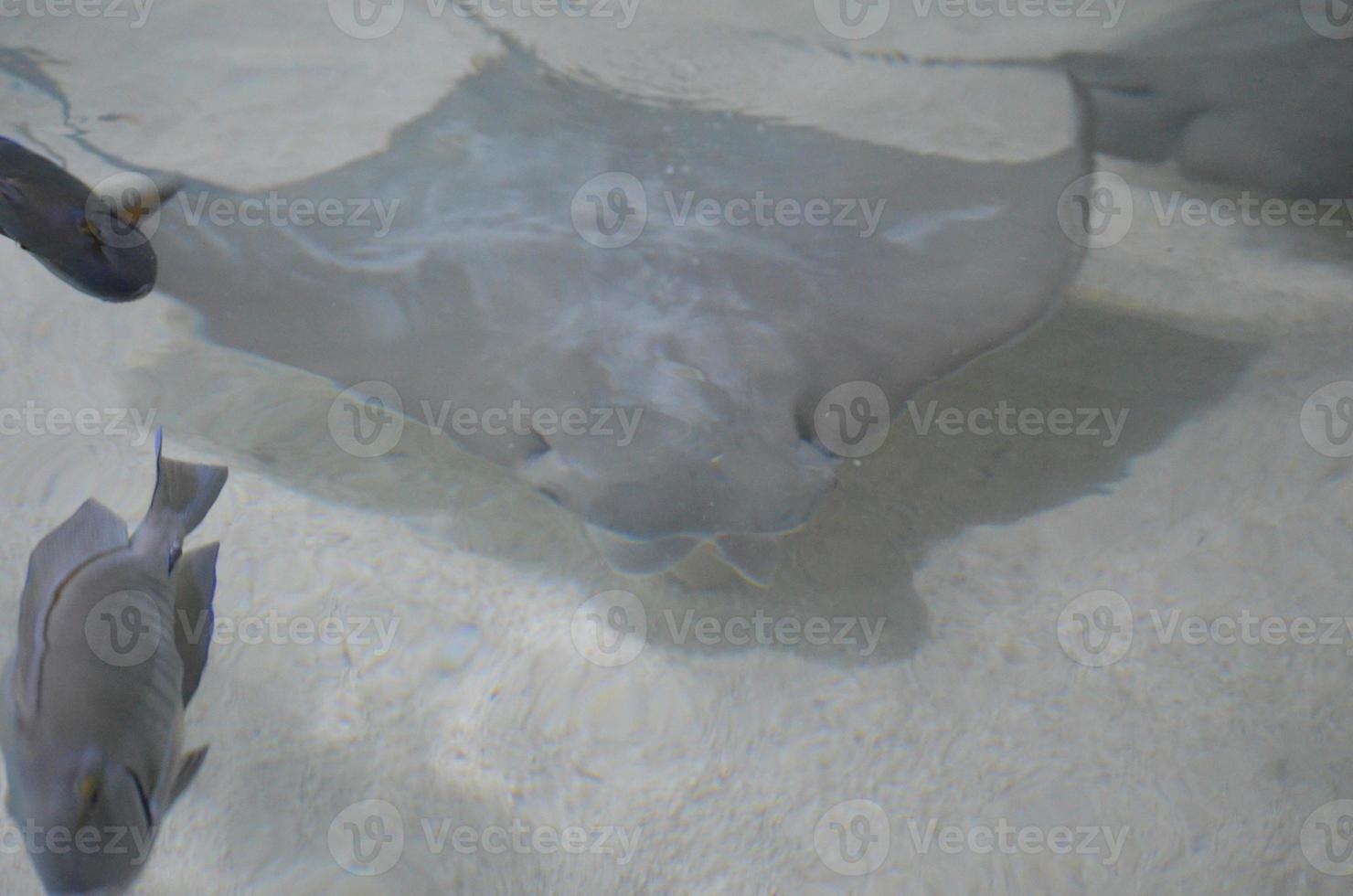 Solid Gray Stingray Swimming Along the Ocean Floor photo