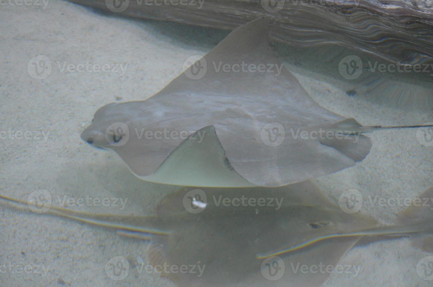 Trio of Stingrays Sitting on the Ocean Floor photo