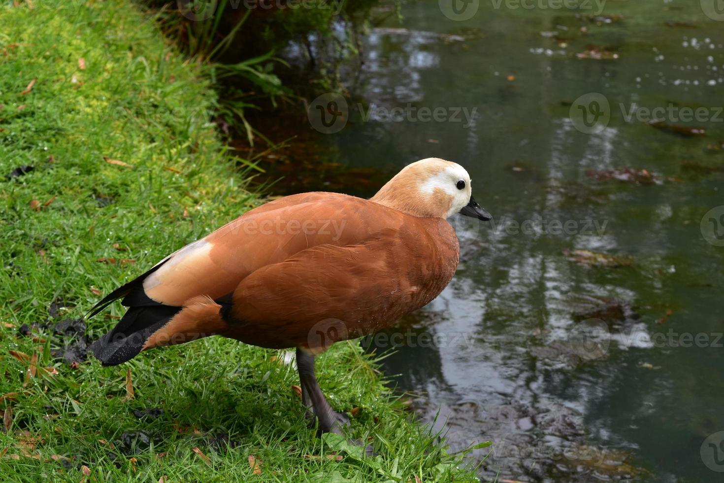 Brown Duck with Black Bill on the Edge of the Water 9751818 Stock Photo at Vecteezy
