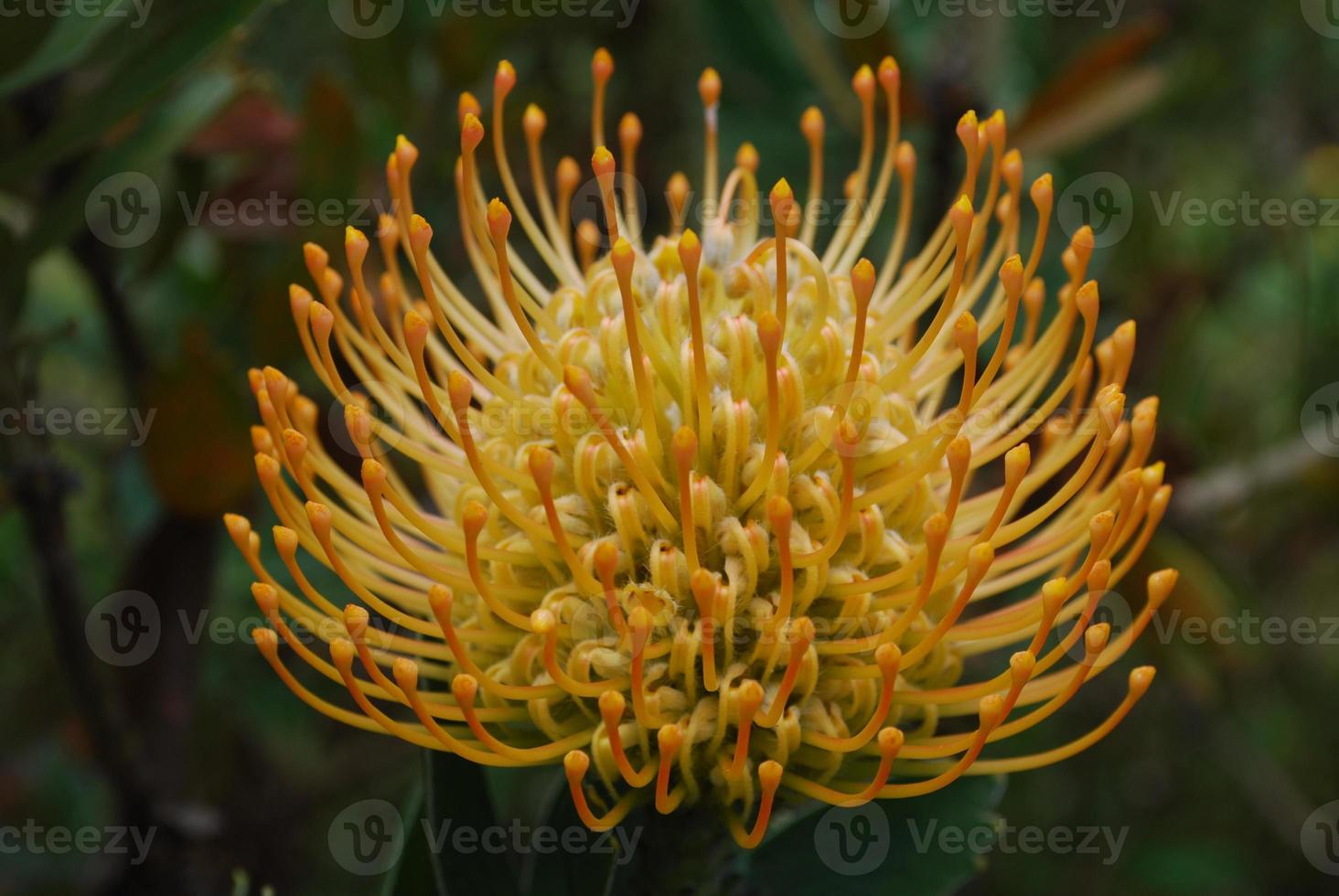 Amazing Golden Protea Flower Blossom in a Garden photo