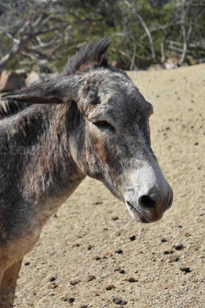 Wild Donkey with a Mohawk in Aruba photo