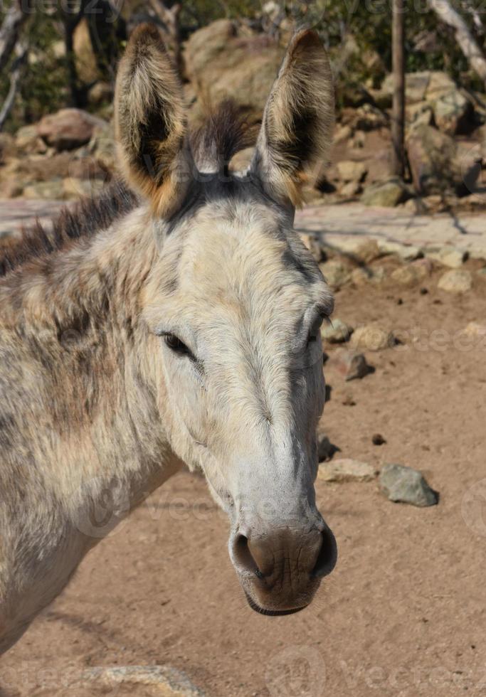 Direct Look into the Face of a Wild Donkey photo