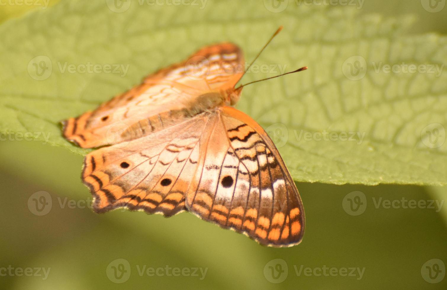 Wonderful Pattern on the Wings of a Queen Butterfly photo