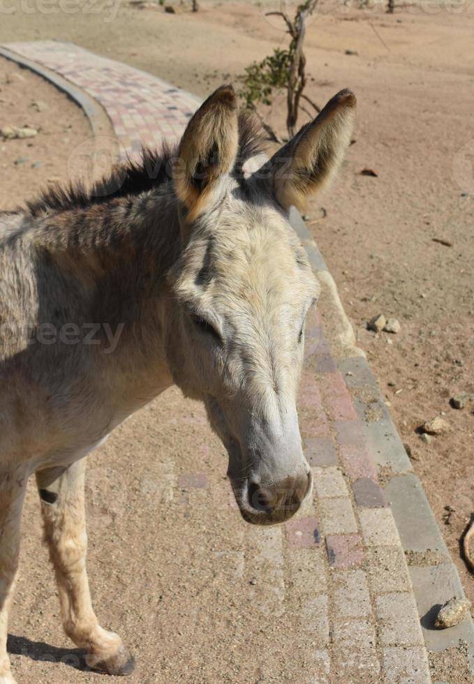 burro provenzal con una cara dulce en aruba foto