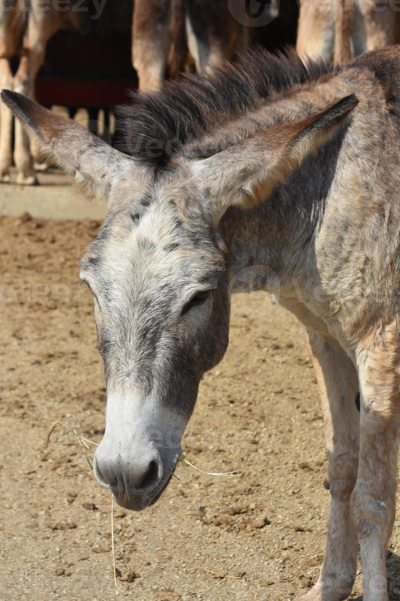 Why Are People Secretly Eating Hay? - hqdykzx