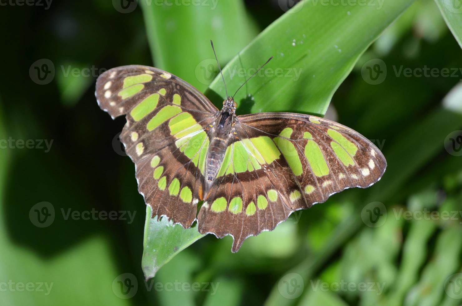 Beautiful Tropical Malachite Butterfly in the Sun photo