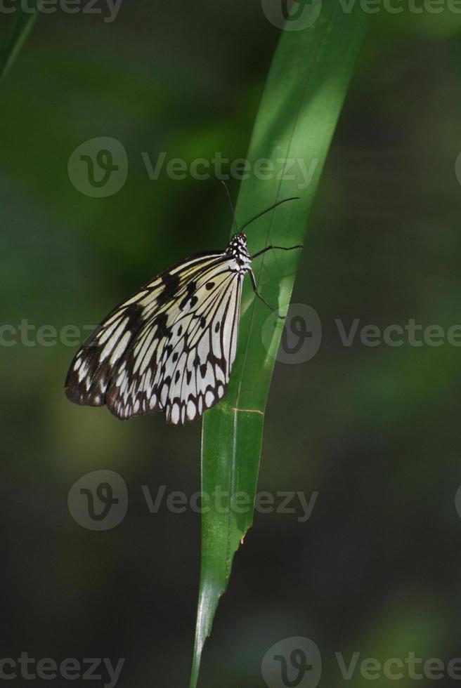 Tree Nymph Butterfly Clinging To a Green Leaf photo