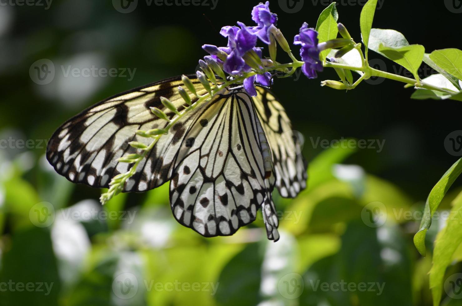 mariposa ninfa de árbol blanco translúcido en una delicada flor morada foto