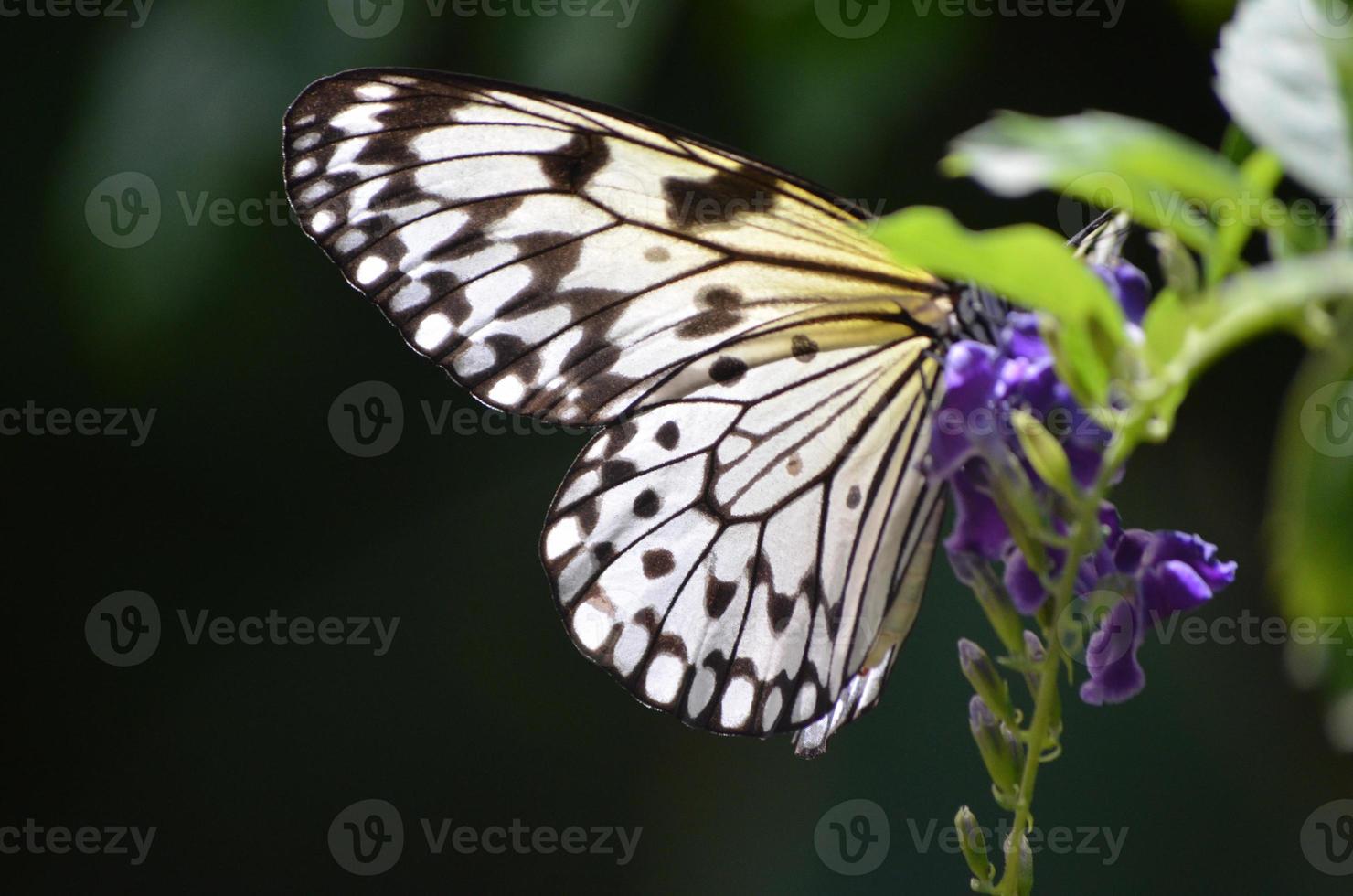 Sun Shining and Making the Wings of a Rice Paper Butterfly Glow photo