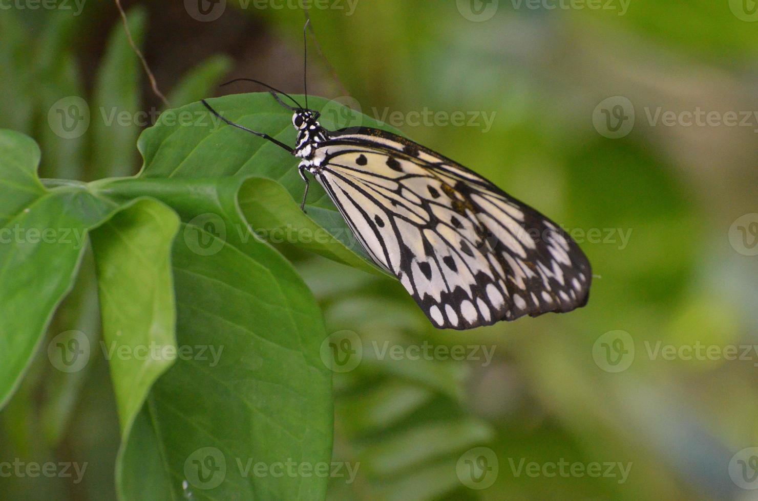 Large White Tree Nymph Butterfly on Green Foliage photo