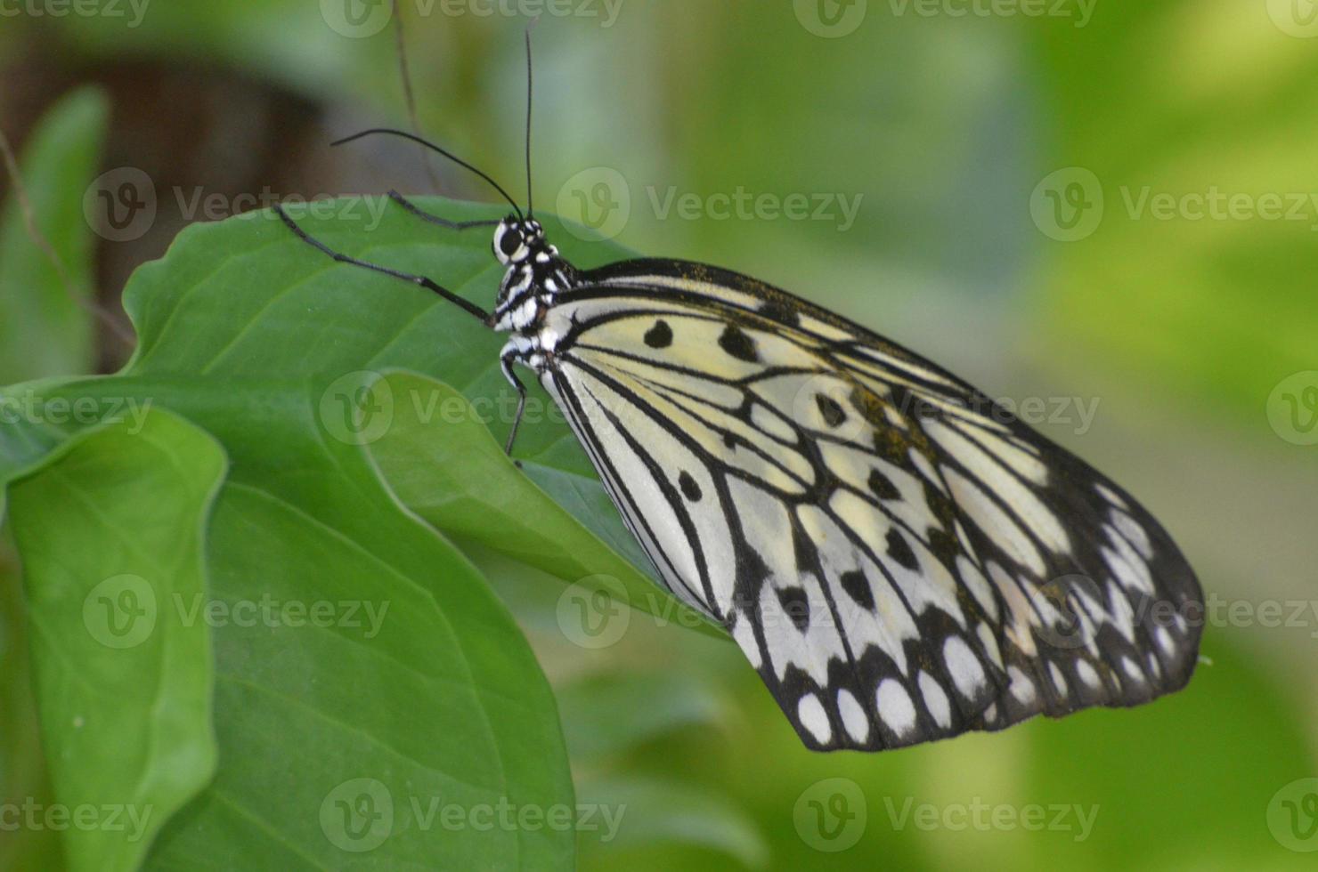 Wonderful Up Close Look at a Large Tree Nymph Butterfly photo