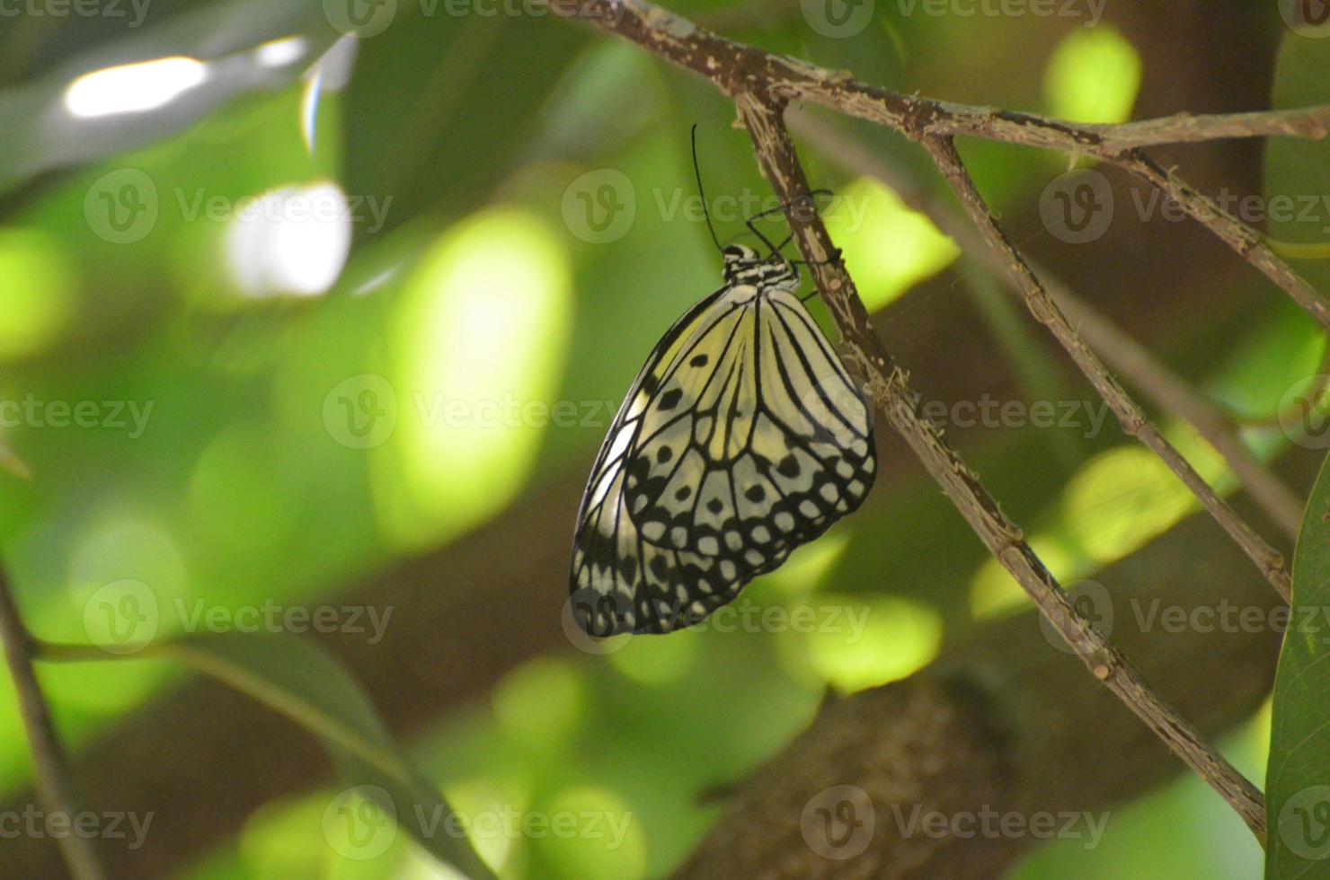 mariposa de papel de arroz aferrada a una rama de árbol foto