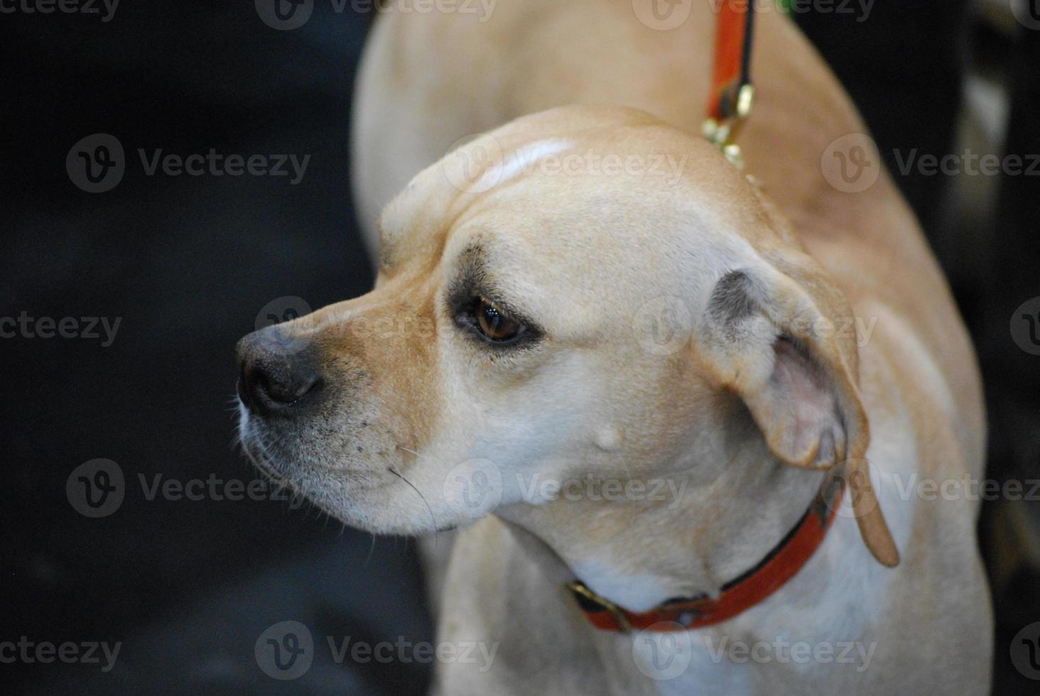 perro puntero portugués con correa foto